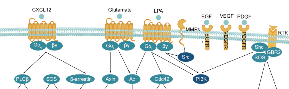 美国APExBIO中文官网 GPCR G Protein