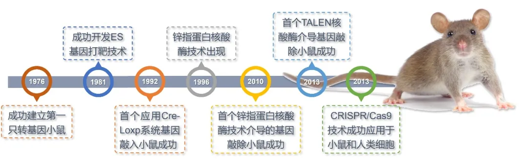 12.webp
