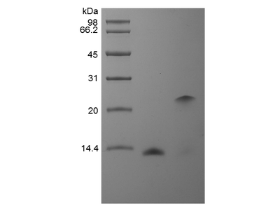 Recombinant Human BMP-2, 重组人转化生长因子BMP-2 - 美国APExBIO中文官网